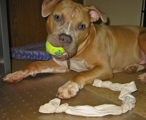 Американский терьер фото 9