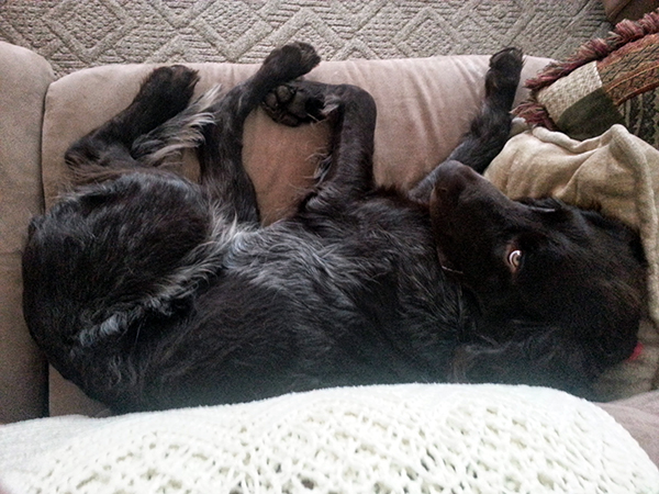 Немецкий длинношёрстный пойнтер (лангхаар) фото 4