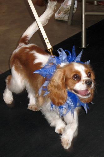 Кавалер‑кинг‑чарльз‑спаниель (тип бленхейм) фото 4