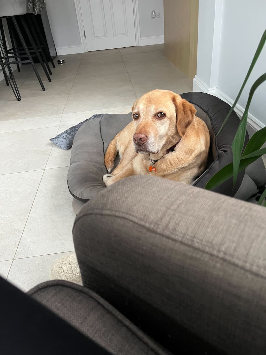 Лабрадор-ретривер фото 4