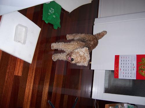 Лейкленд‑терьер фото 11