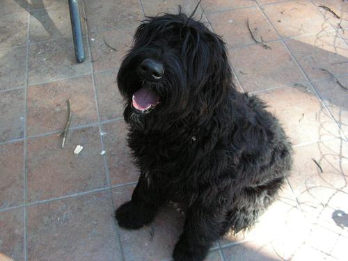 Ризеншнауцер (гигантский шнауцер) фото 11