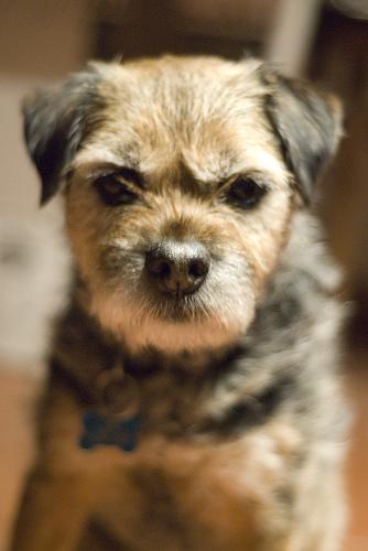 Бордер‑терьер фото 7