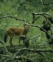 Азиатский дикий пёс (дхол) фото 2