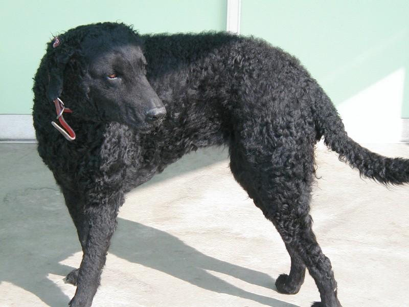 Курчавошёрстный ретривер (кёрли) фото 12