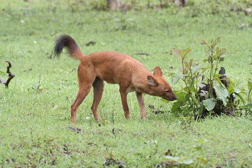 Фото породы Азиатский дикий пёс (дхол)