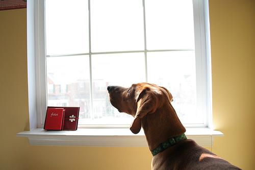 Редбоун‑кунхаунд (Redbone Coonhound) — фото породы