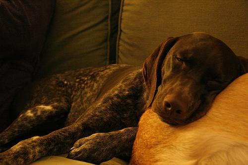 Немецкий пойнтер (курцхаар) фото 9