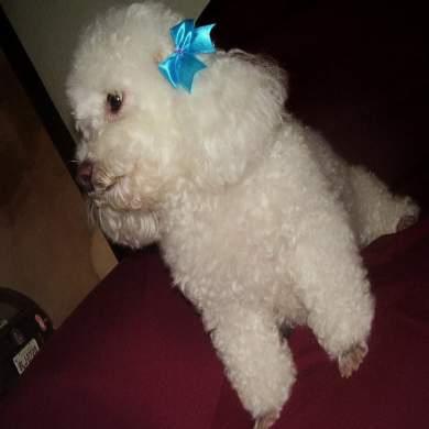 Той‑пудель фото 6