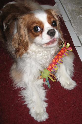 Кавалер‑кинг‑чарльз‑спаниель (тип бленхейм) фото 7