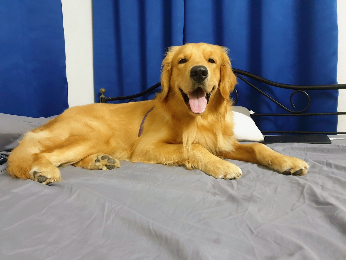 Золотистый ретривер (Golden Retriever) — фото породы