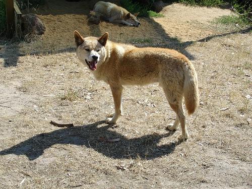 Динго фото 10