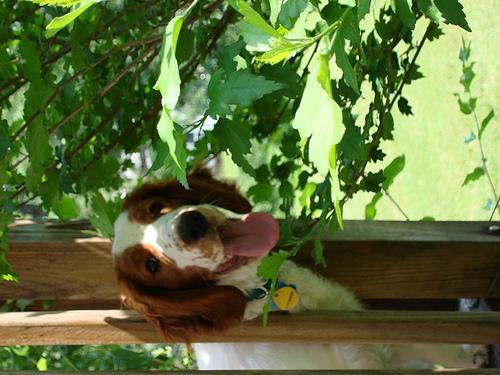 Вельш‑спрингер‑спаниель фото 11