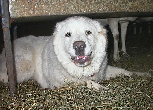 Пиренейская горная собака фото 4