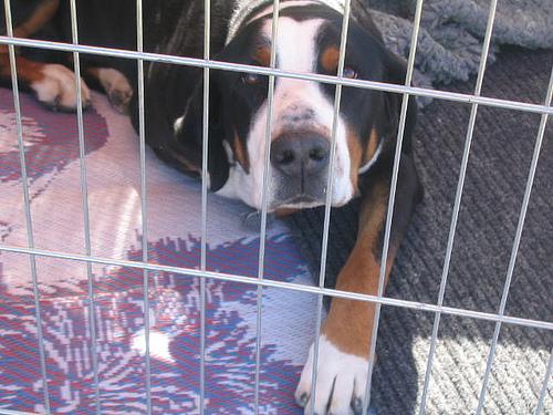 Фото породы Бернская горная пастушья собака (бернский зенненхунд)