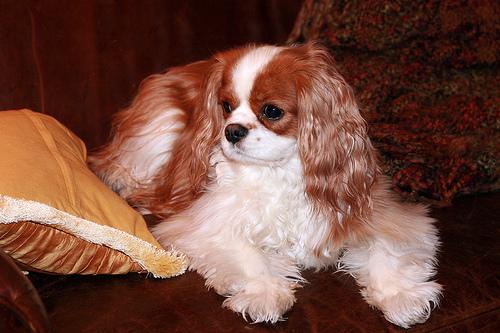 Кавалер‑кинг‑чарльз‑спаниель (тип бленхейм) фото 5