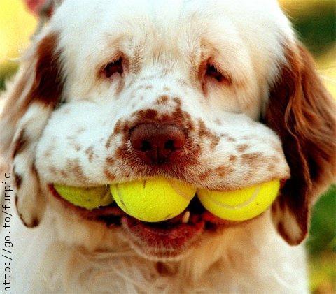 Кламбер‑спаниель фото 8