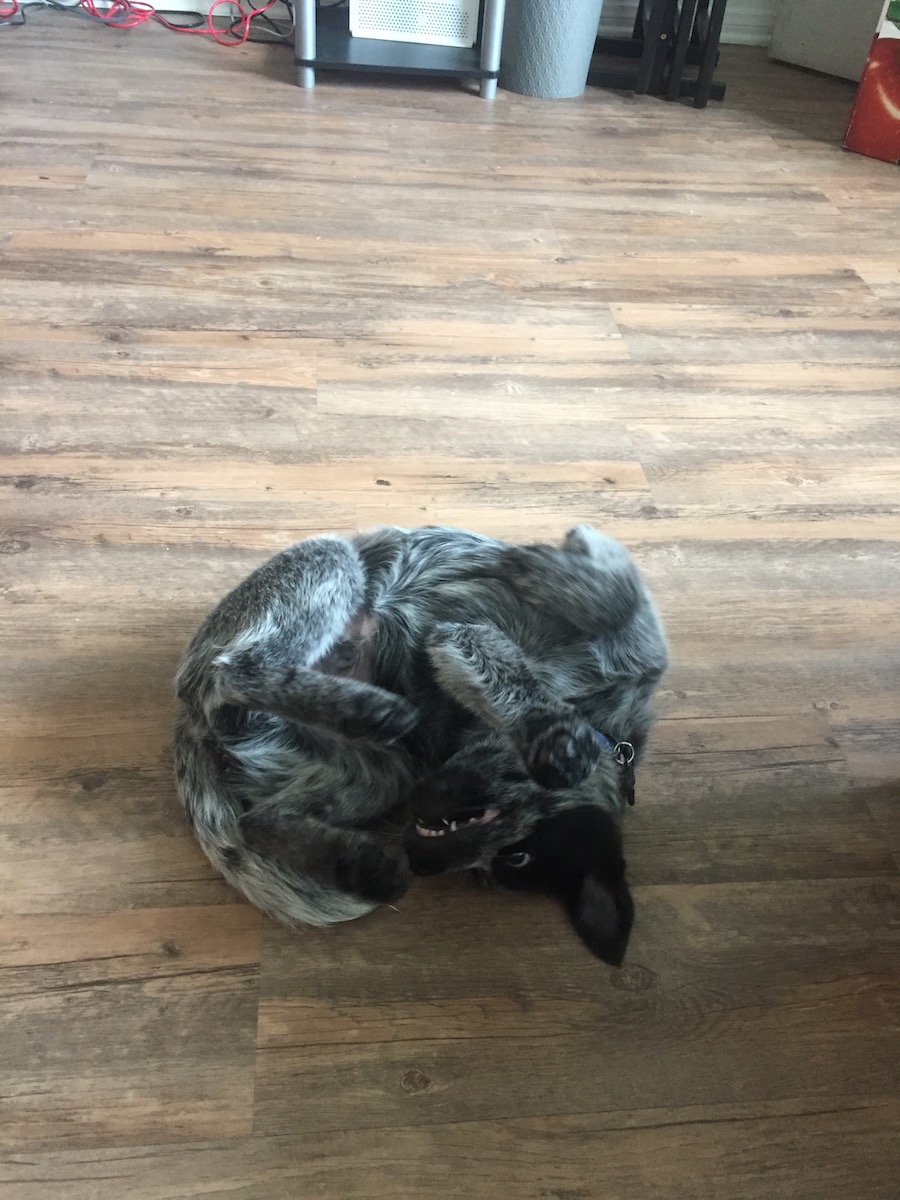 Австралийская пастушья собака (австралийский хилер, австралийский кеттл‑дог) фото 5