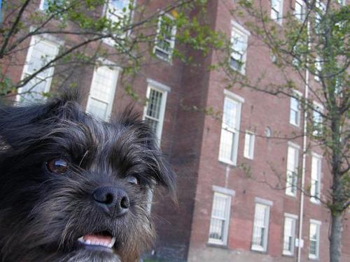 Фото породы Аффенпинчер