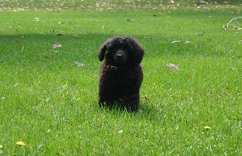 Миниатюрный пудель фото 7