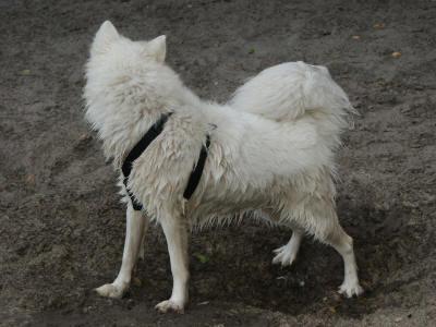 Самоед — фото породы