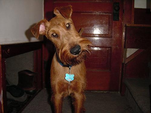 Ирландский терьер фото 2