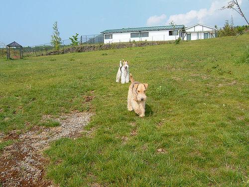 Лейкленд‑терьер фото 6