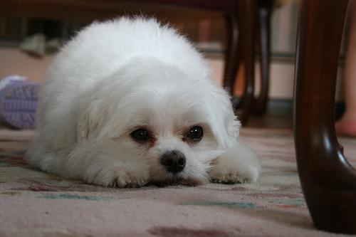 Мальтийская болонка (мальтезе) фото 12