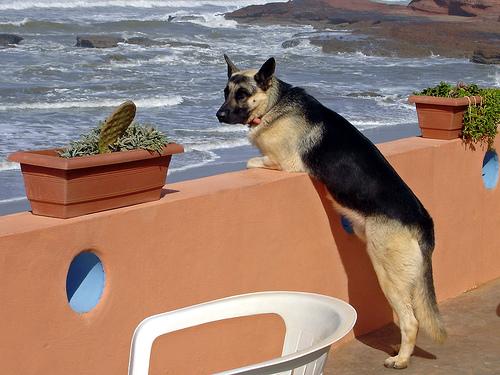 Немецкая овчарка фото 12