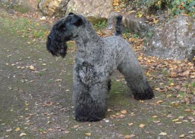 Керри‑блю‑терьер фото 12