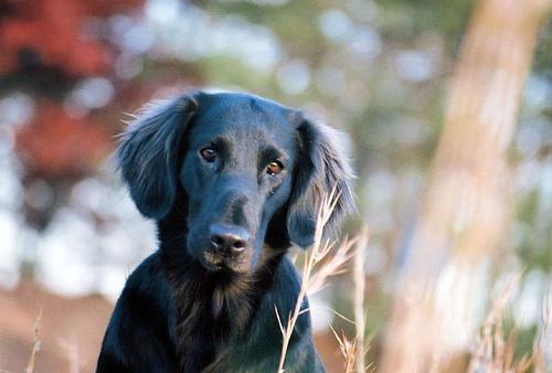 Прямошёрстный ретривер (Flat‑Coated Retriever) фото 3