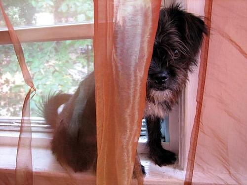 Аффенпинчер фото 11