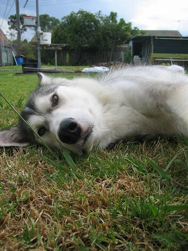 Американская эскимосская собака (Eskimo) фото 7