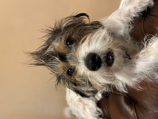 Джек‑рассел‑терьер фото 7