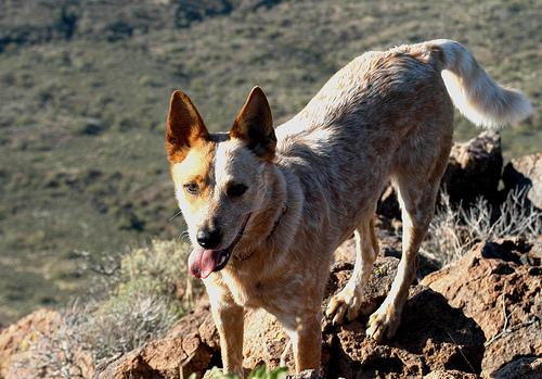 Динго фото 8