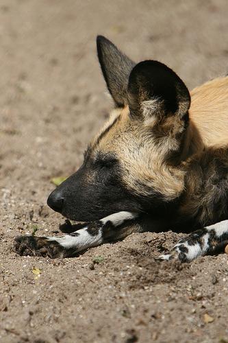 Африканский дикий пёс (африканская дикая собака, расписной волк) фото 7